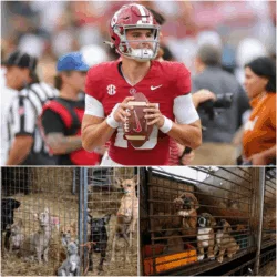 HEARTWARMING STORY: Alabama Crimson Tide quarterback Ty Simpson has touched the hearts of millions with the launch of “Puppy Haven,” a $5 million sanctuary dedicated to stray dogs in Tuscaloosa.